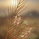 Artist’s interpretation of Mesophthirus engeli.